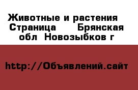  Животные и растения - Страница 12 . Брянская обл.,Новозыбков г.